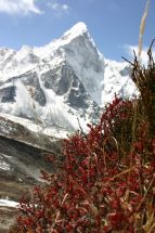 IMG_8216 rote Buesche Ama Dablam.jpg